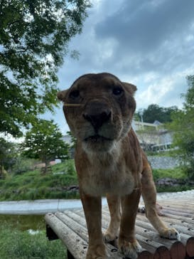 東京動物園協会_多摩動物公園に投稿された画像（2025/5/5）