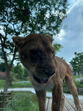 東京動物園協会_多摩動物公園に投稿された画像（2025/5/5）