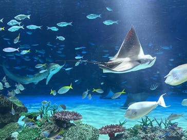 サンシャイン水族館に投稿された画像（2025/5/5）
