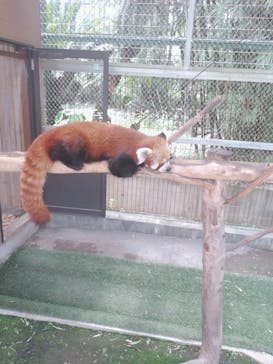 熱川バナナワニ園に投稿された画像（2025/5/5）