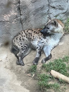 天王寺動物園に投稿された画像（2025/5/5）