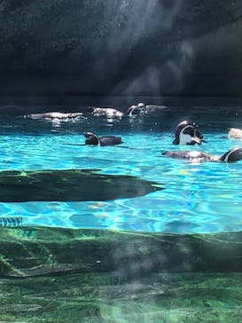 天王寺動物園に投稿された画像（2025/5/5）