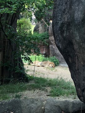 天王寺動物園に投稿された画像（2025/5/5）