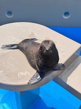 アクアワールド茨城県大洗水族館に投稿された画像（2025/5/5）