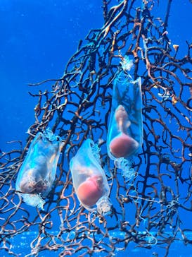 アクアワールド茨城県大洗水族館に投稿された画像（2025/5/5）