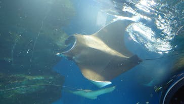 マクセル アクアパーク品川に投稿された画像（2025/5/5）