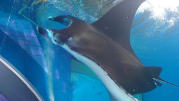 マクセル アクアパーク品川に投稿された画像（2025/5/5）