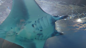 マクセル アクアパーク品川に投稿された画像（2025/5/5）