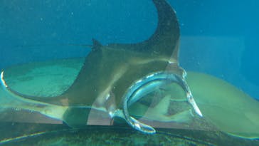 マクセル アクアパーク品川に投稿された画像（2025/5/5）