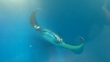 マクセル アクアパーク品川に投稿された画像（2025/5/5）