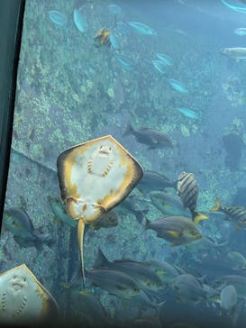 下田海中水族館に投稿された画像（2025/5/5）