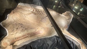 福井県立恐竜博物館に投稿された画像（2025/5/5）