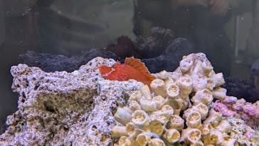 新江ノ島水族館に投稿された画像（2025/5/5）