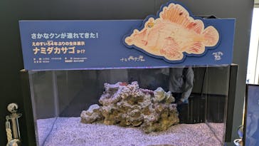 新江ノ島水族館に投稿された画像（2025/5/5）