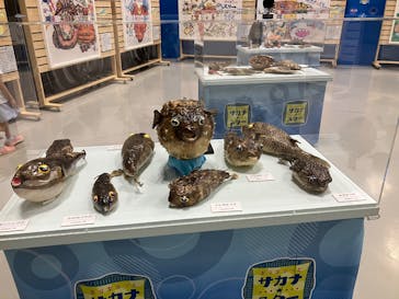 ギョギョッとサカナ★スター展に投稿された画像（2025/5/5）