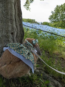 こうべアグリパークネモフィラの丘2025に投稿された画像（2025/5/5）