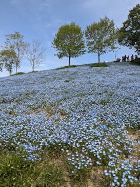 こうべアグリパークネモフィラの丘2025に投稿された画像（2025/5/5）