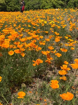 万博記念公園に投稿された画像（2025/5/5）