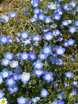 万博記念公園に投稿された画像（2025/5/5）