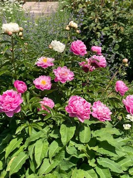 万博記念公園に投稿された画像（2025/5/5）