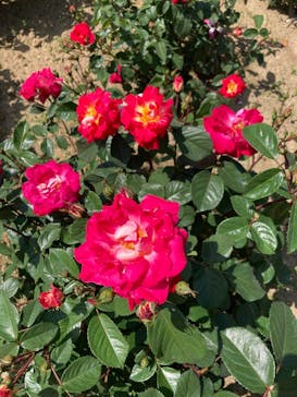 万博記念公園に投稿された画像（2025/5/5）