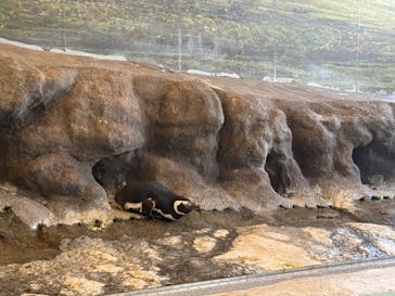 しながわ水族館に投稿された画像（2025/5/5）