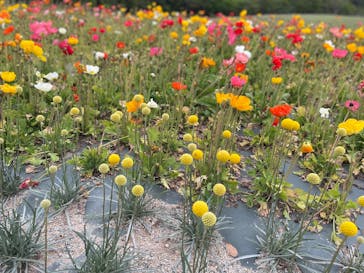 淡路ファームパーク イングランドの丘に投稿された画像（2025/5/5）