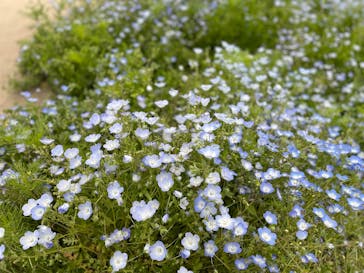 淡路ファームパーク イングランドの丘に投稿された画像（2025/5/5）