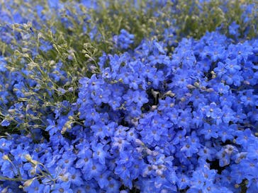 淡路ファームパーク イングランドの丘に投稿された画像（2025/5/5）