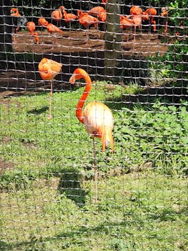恩賜上野動物園に投稿された画像（2025/5/5）