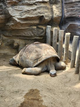 恩賜上野動物園に投稿された画像（2025/5/5）