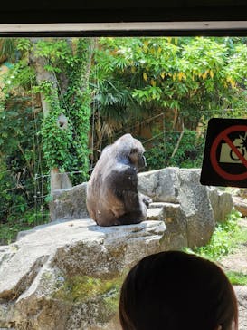 恩賜上野動物園に投稿された画像（2025/5/5）