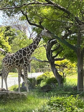 天王寺動物園に投稿された画像（2025/5/5）
