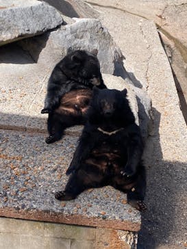 奥飛騨クマ牧場に投稿された画像（2025/5/5）