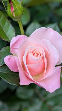 横浜イングリッシュガーデンに投稿された画像（2025/5/5）