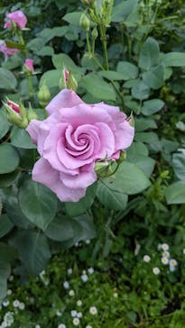 横浜イングリッシュガーデンに投稿された画像（2025/5/5）