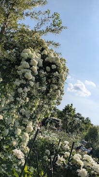 横浜イングリッシュガーデンに投稿された画像（2025/5/5）