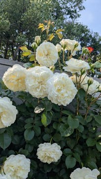 横浜イングリッシュガーデンに投稿された画像（2025/5/5）