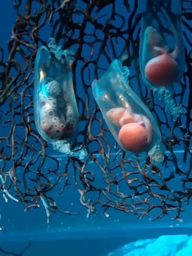 アクアワールド茨城県大洗水族館に投稿された画像（2025/5/5）