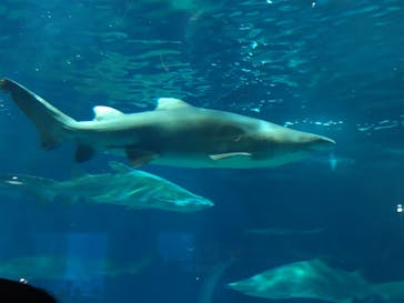 アクアワールド茨城県大洗水族館に投稿された画像（2025/5/5）
