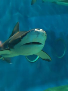アクアワールド茨城県大洗水族館に投稿された画像（2025/5/5）