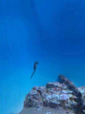 アクアワールド茨城県大洗水族館に投稿された画像（2025/5/5）