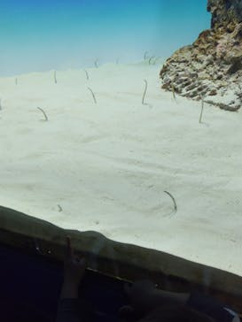 アクアワールド茨城県大洗水族館に投稿された画像（2025/5/5）