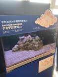新江ノ島水族館に投稿された画像（2025/5/5）