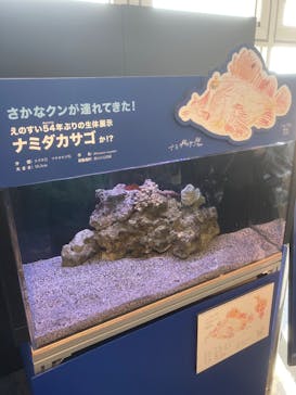 新江ノ島水族館に投稿された画像（2025/5/5）
