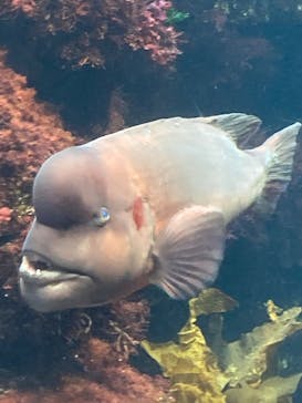 新江ノ島水族館に投稿された画像（2025/5/5）