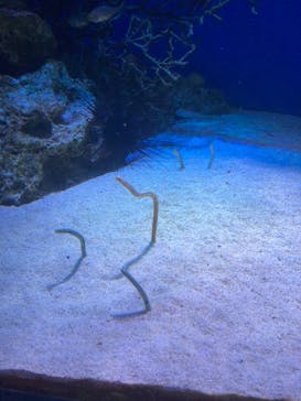 新江ノ島水族館に投稿された画像（2025/5/5）