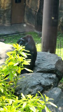 恩賜上野動物園に投稿された画像（2025/5/5）