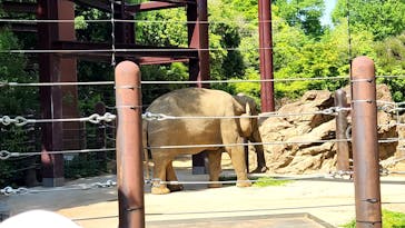恩賜上野動物園に投稿された画像（2025/5/5）