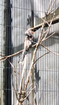 恩賜上野動物園に投稿された画像（2025/5/5）